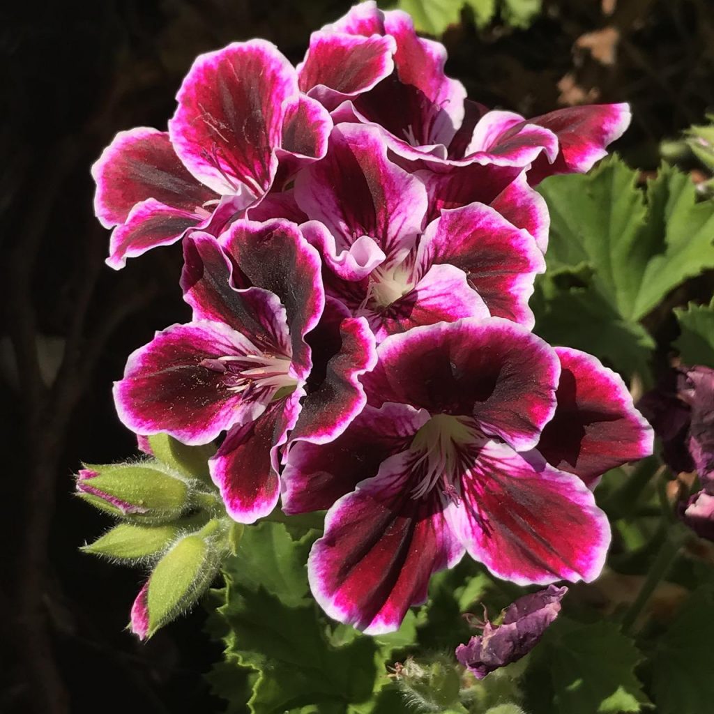 geranium g01ec64571 1280