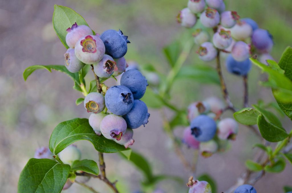 blueberries g3ef566d76 1280