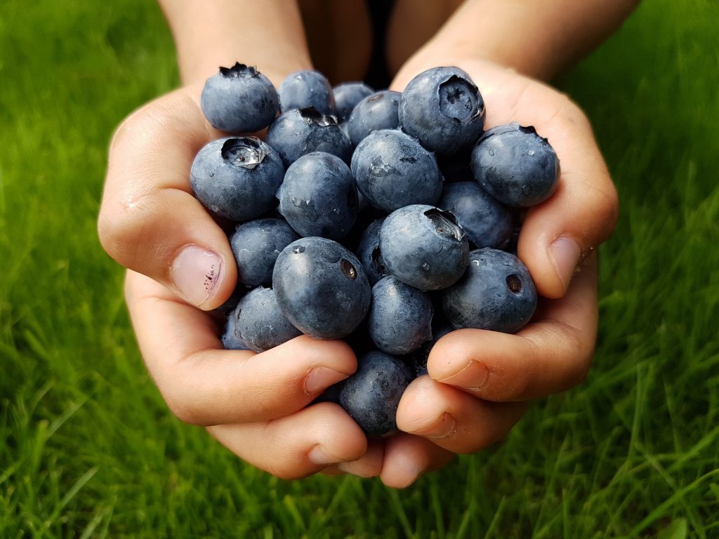 blueberries g6a742a022 1920