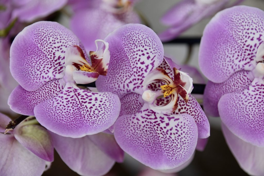 orchidej Doritaenopsis