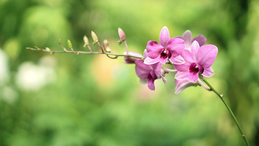 orchidej Dendrobium-bigibbum