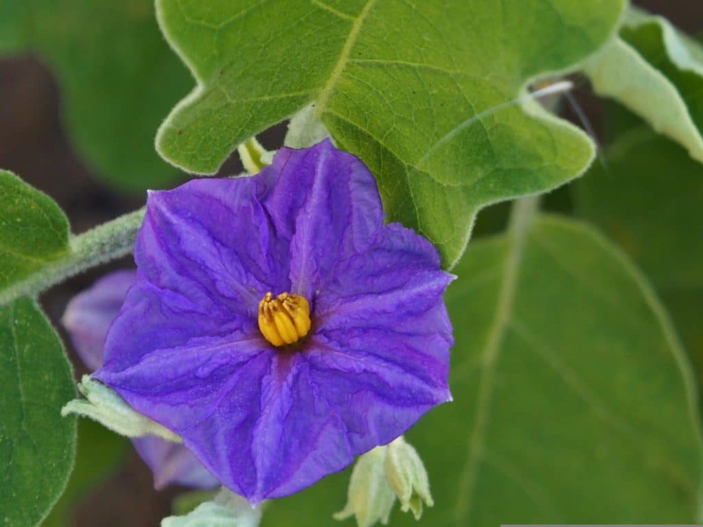 lilek (Solanum spp.)