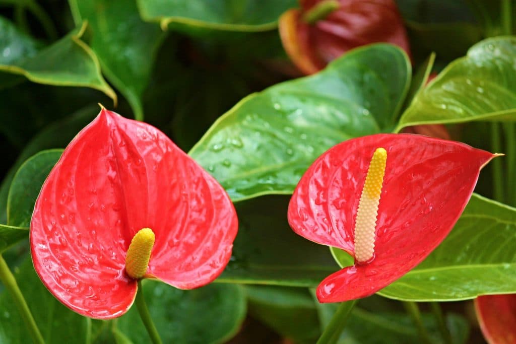 anturie (Anthurium spp.)