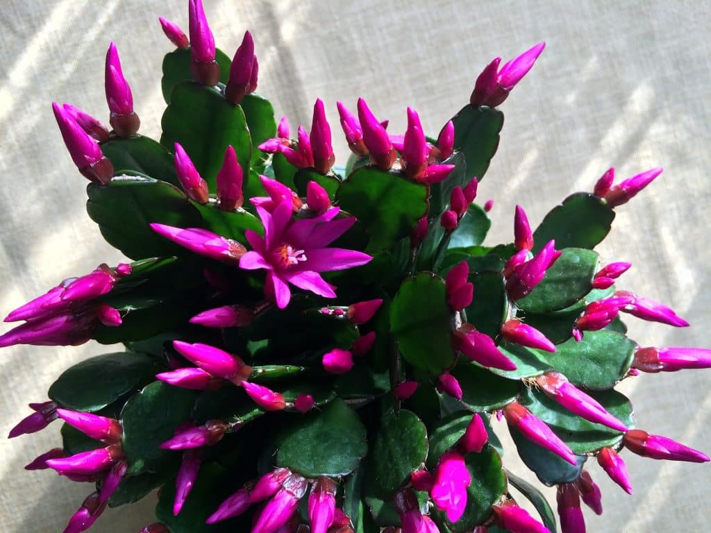 Velikonoční kaktus (Schlumbergera russelliana)