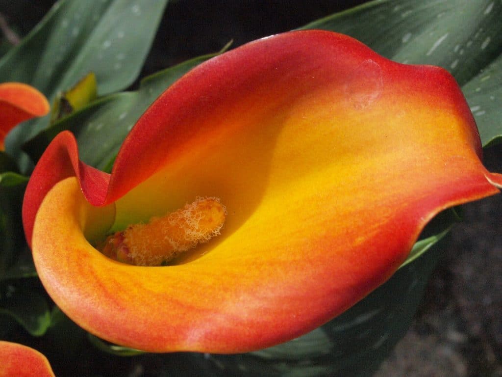 kala (Zantedeschia spp.)