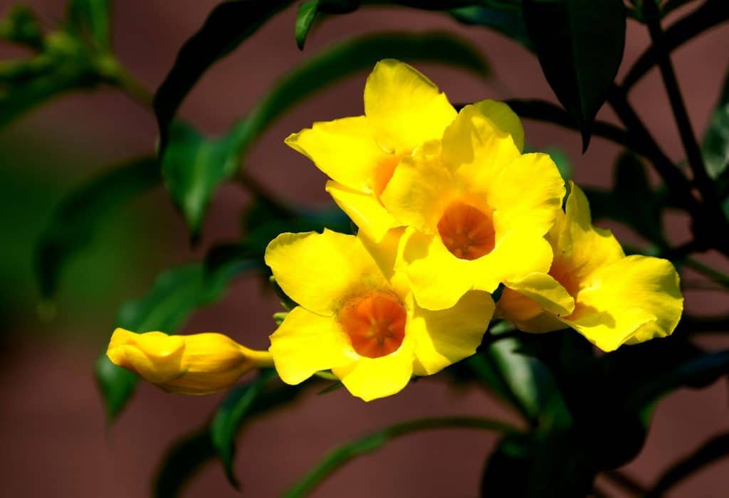 alamanda / zlatá trubka (Allamanda spp.)