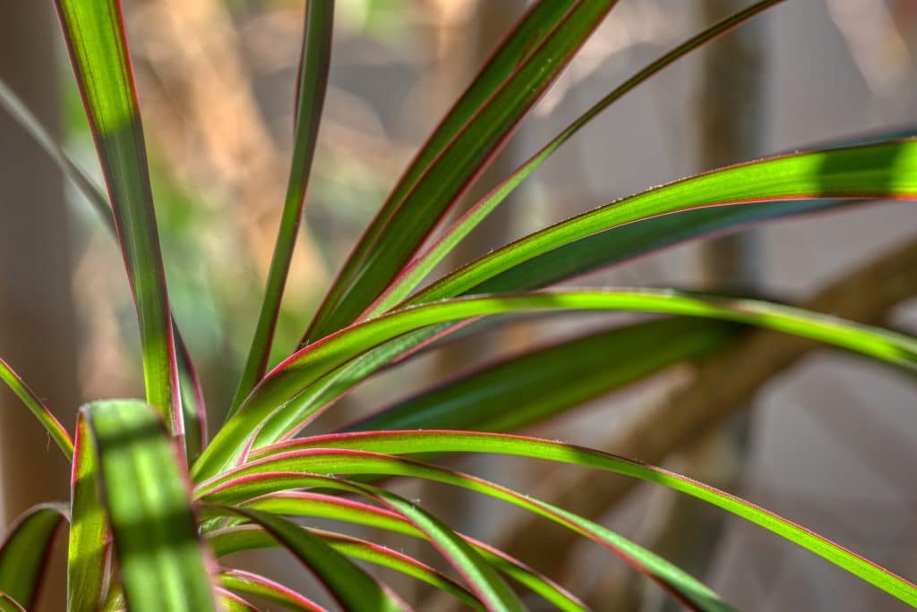 dracéna / dračinec (Dracaena spp.)