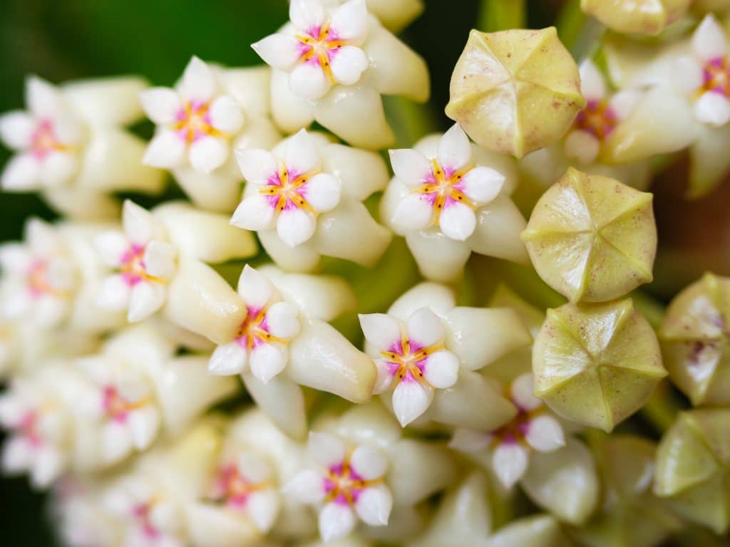 hoje vosková bílá (hoya carnosa)