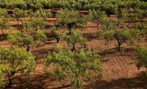 olive trees g6b3d3e769 640