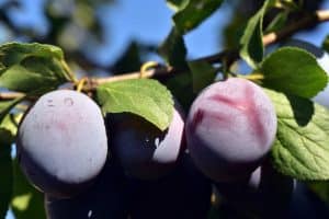 plum gf6c65a0cc 640