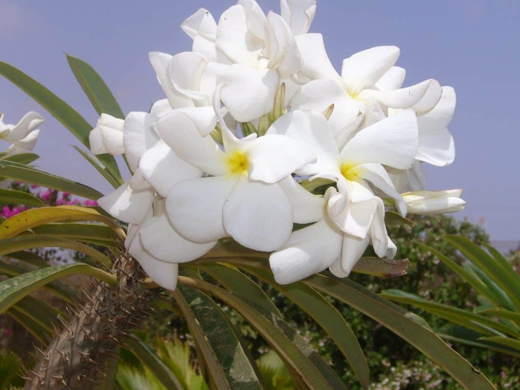 pachypódium / madagaskarská palma (Pachypodium spp.)