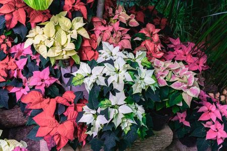 Best Poinsettia Varieties Cover