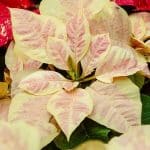 Vánoční růže - Mars-Marble-Poinsettia