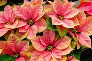 Vánoční růže - NOSTALGIA-VÁNOČNÍ-KRÁSY-Christmas-Beauty-Nostalgia-Poinsettia