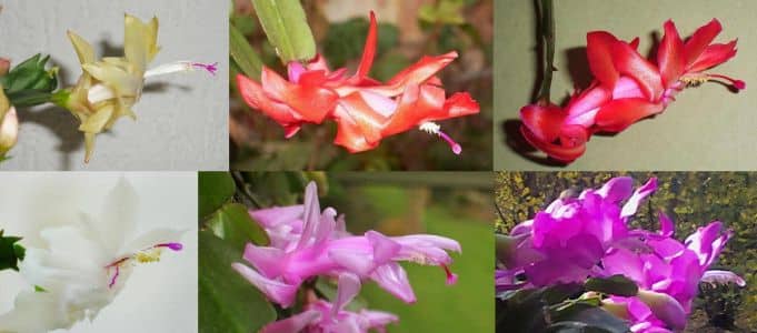 Schlumbergera_cultivars_variation.jpg