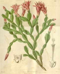 Schlumbergera_russelliana_Epiphyllum_russellianum_Bot._Mag._66._3717._1839-1.j