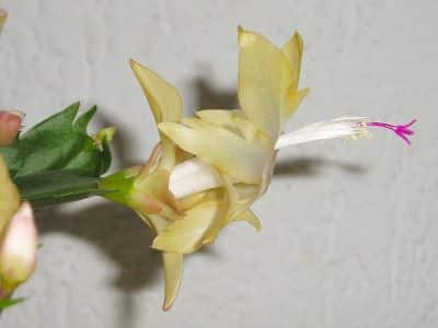 Schlumbergera truncata odrůda GOLD CHARM