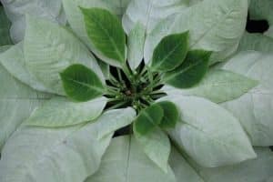 Vánoční růže - ZELENA-ZAVIST-Green-Envy-Poinsettia.