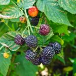 Bramble on the background leaves