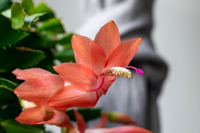 christmas cactus g0770ab5f0 640