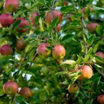 Red apple tree with apples in autumn