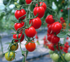 Červené cherry paradajky BABY CHERRY