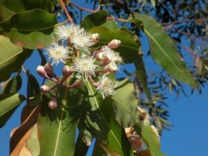 Bielokvitnúci eukalyptus s listami - detail