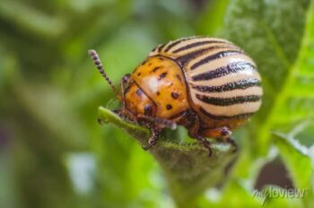 Mandelinka bramborová Leptinotarsa decemlineata