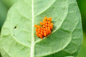 Mandelinka bramborová larvy Leptinotarsa decemlineata