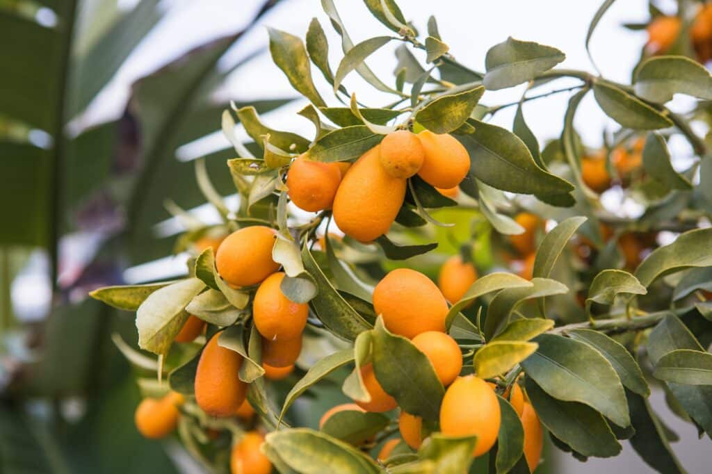 Kumquat - pěstování citrusů