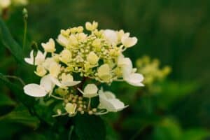 Púčiky hortenzie metlinatej  (Hyrangea paniculata) kultivar Siebold Rednia.