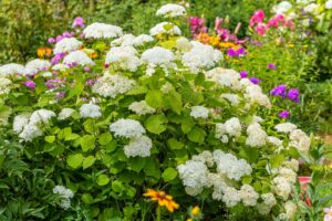 Hnojenie hortenzie - Bohato kvitnúca Hortenzia stromčekovitá (Hyrangea  arborescens) kultivar 'Annabelle' 