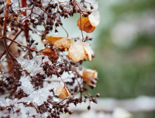 Ako zazimovať hortenzie - Hortenzia popínavá (Hydrangea petiolaris) počas zimy