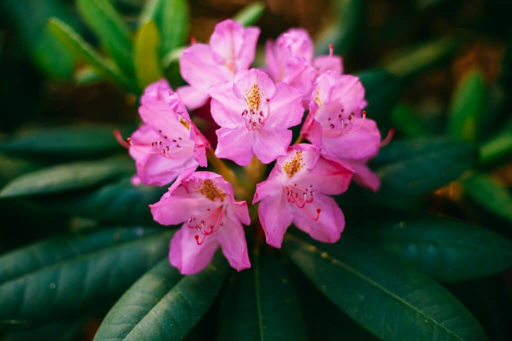 Rododendron s růžovými květy