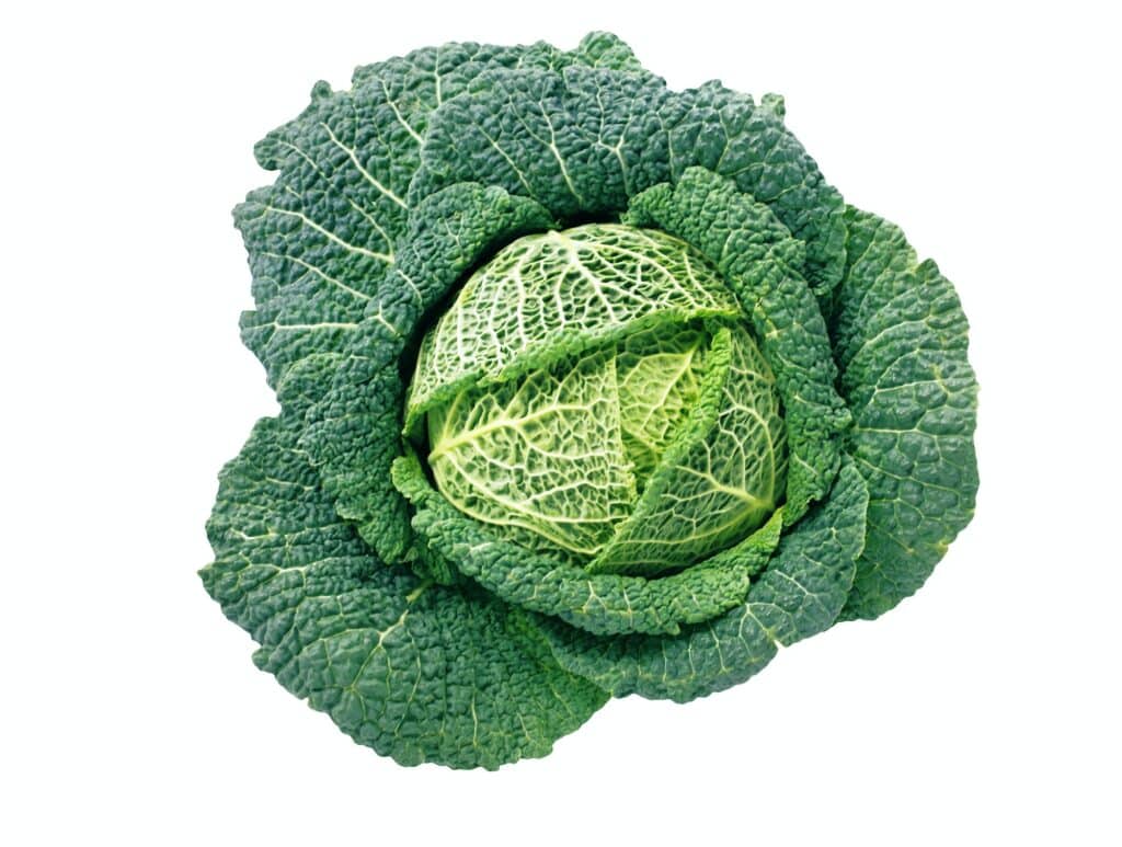 Green cabbage