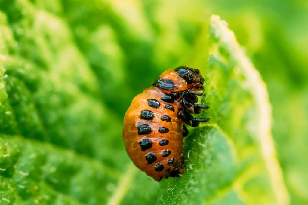 Mandelinka bramborová - larva