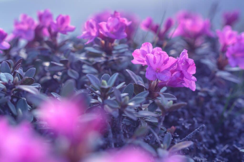 Rhododendron Russatum