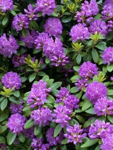 Rododendron