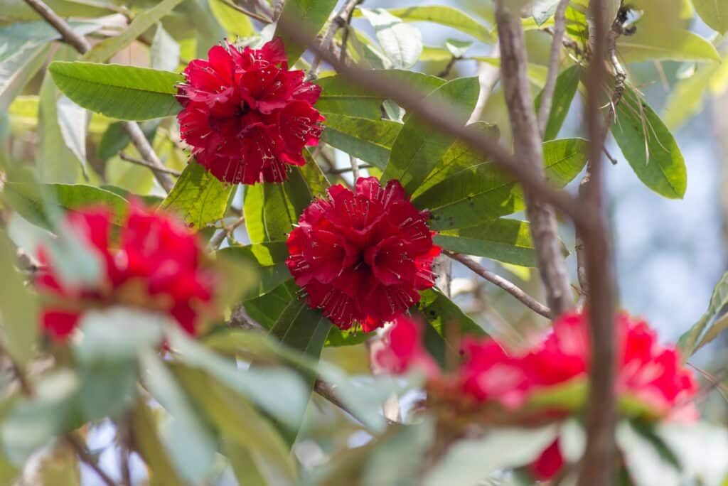 Rhododendron luteum, kultivar Nabucco