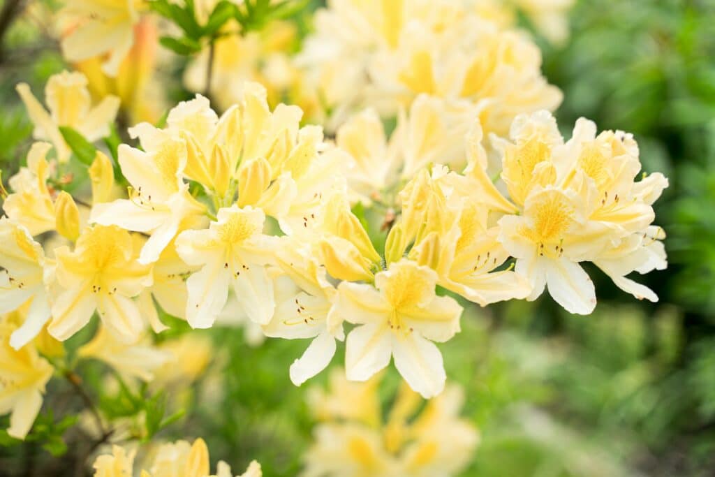 Rhododendron luteum