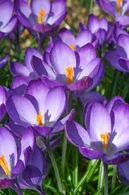 Šafrán Tomanisiho Crocus tommasinianus