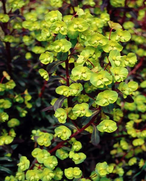 Pryšec mandloňovitý - Euphorbia amygdaloides