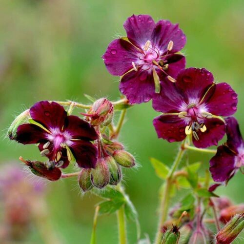 Kakost hnědočervený - Geranium phaeum