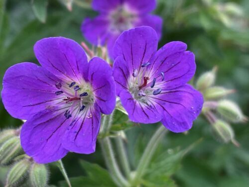 Kakost lesní - Geranium sylvaticum