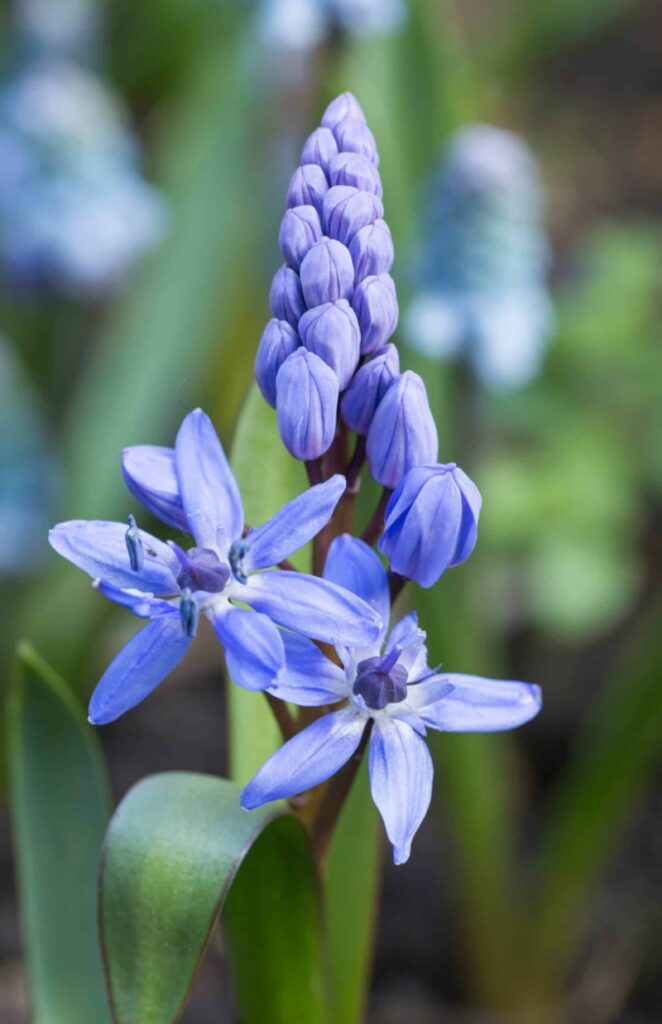 Ladoňka dvoulistá - Scilla bifolia