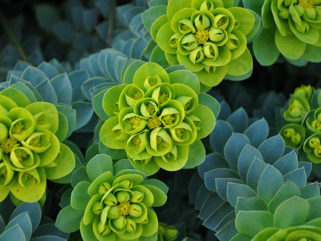 Pryšec myrtovitý - Euphorbia myrsinites