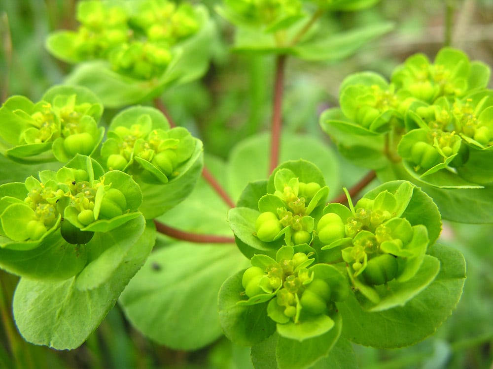 Pryšec kolovratec - Euphorbia helioscopia