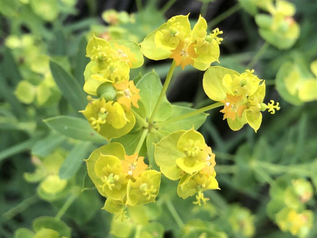 Pryšec obecný - Euphorbia esula