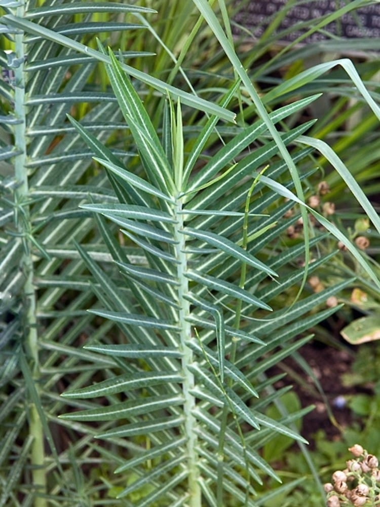 Pryšec skočcový - Euphorbia lathyris