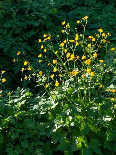 Pryskyrnik kosmaty - Ranunculus lanuginosus